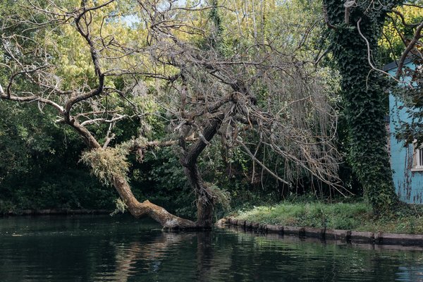 Nourriture biodynamique : une source de vitalité et de bien-être